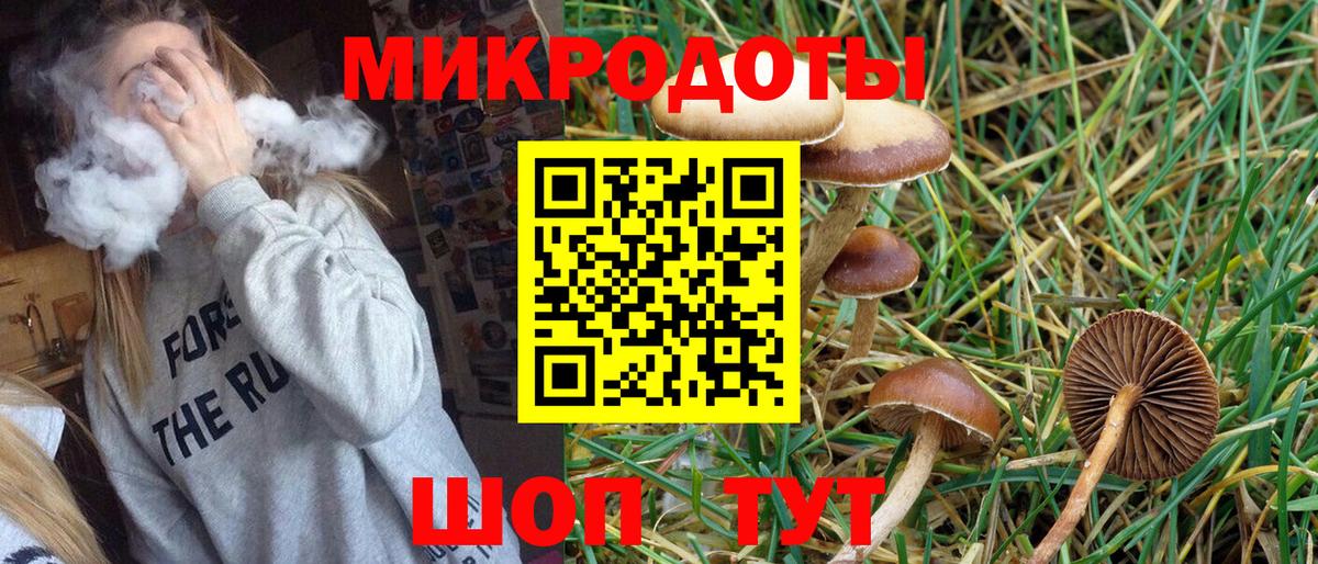 Псилоцибиновые грибы Psilocybe Новокубанск